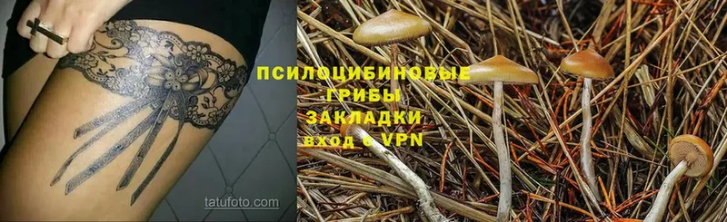 купить наркоту  Электрогорск  mega вход  Галлюциногенные грибы Magic Shrooms 